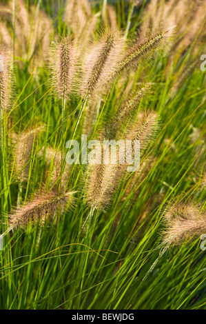 Compressum Lampenputzergras chinesischen Brunnen Rasen Alopecuroides Pflanzen Grasgrün Obst Garten Gärtner Sonnenuntergang helle Hintergrundbeleuchtung zurück Stockfoto