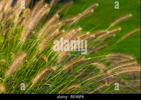 Compressum Lampenputzergras chinesischen Brunnen Rasen Alopecuroides Pflanzen Grasgrün Obst Garten Gärtner Sonnenuntergang helle Hintergrundbeleuchtung zurück Stockfoto