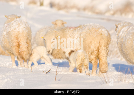 Walisische Mutterschafe mit Lämmer im frischen Frühlingsschnee Stockfoto