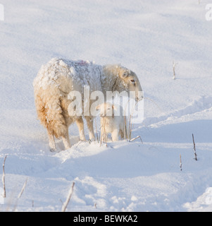 Walisische Mutterschaf mit Lamm im frischen Frühlingsschnee Stockfoto