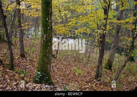 Schnee und Herbst Wald, Pinocon Erlen Wildlife Area, Mitchell County, Iowa Stockfoto