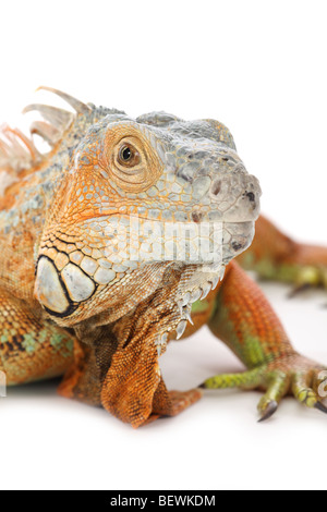 Studio Foto von einem Leguan Stockfoto