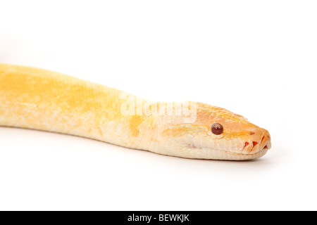 Studio Foto eines Albinos burmesischen Python Stockfoto