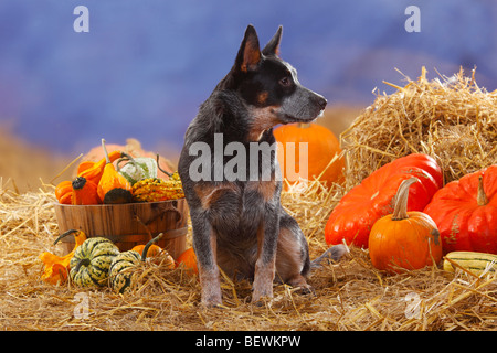 Australian Cattle Dog / Stroh, Kürbisse Stockfoto