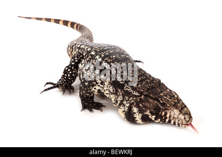 Studio Foto eines argentinischen Black und White Teju. Stockfoto