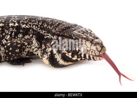 Studio Foto eines argentinischen Black und White Teju. Stockfoto