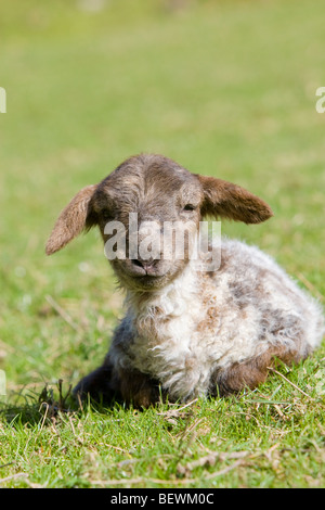 Nahaufnahme von Welsh Mountain Lamm Stockfoto