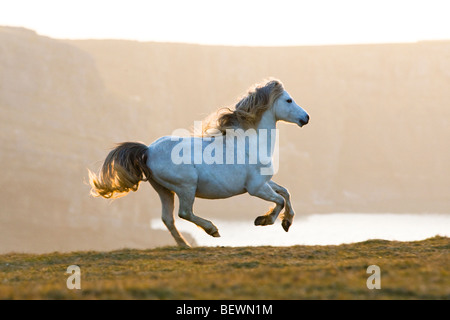 Welsh Mountain Pony - Pferd im Galopp entlang der Klippen Stockfoto