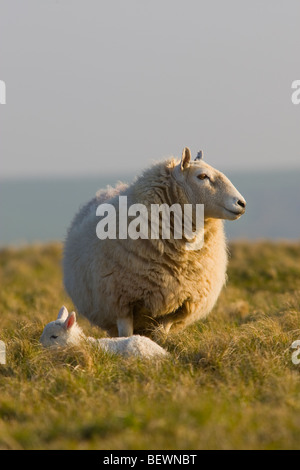 Mutterschaf mit Lamm auf Pembrokeshire coast Stockfoto