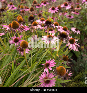 Echinacea (Echinacea Purpurea) Stockfoto