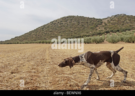 Zeiger. Archidona, Málaga Provinz. Andalusien, Spanien Stockfoto