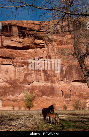 Canyon de Chelly, eine wilde Stute und Falten, erschien vor dem Hintergrund der lackierten Klippen.  Es war Frühling und die Falte Stockfoto