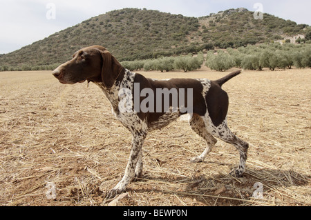 Zeiger. Archidona, Málaga Provinz. Andalusien, Spanien Stockfoto