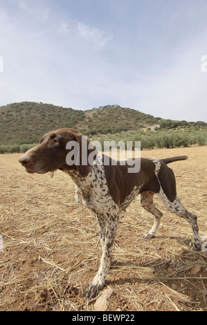 Zeiger. Archidona, Málaga Provinz. Andalusien, Spanien Stockfoto