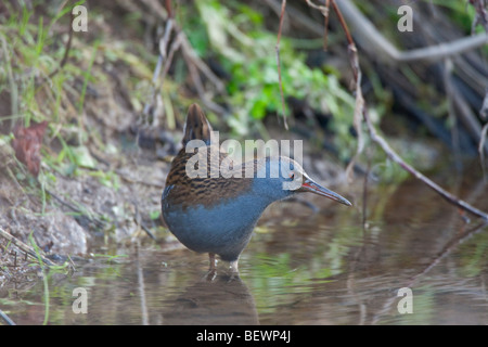 Rallus Aquaticus - Wasser-Schiene im Wasser auf Nahrungssuche Stockfoto