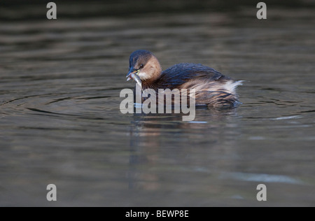 Tachybaptus Ruficolis-Dabchick ernähren sich von Stichling Stockfoto