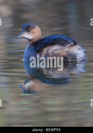 Tachybaptus Ruficolis-Dabchick und Reflexion auf ruhigem Wasser Stockfoto