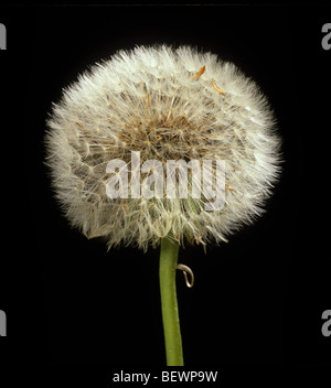 Löwenzahn (Taraxacum Officinale) Seedhead Uhr intakt mit reifen Samen Stockfoto