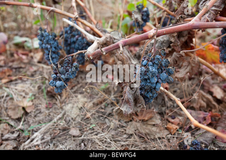 Ein Weinberg in der Nähe von Teos in der Türkei mit Trauben, die in der Dürre wie Bedingungen verschrumpelt haben. Stockfoto