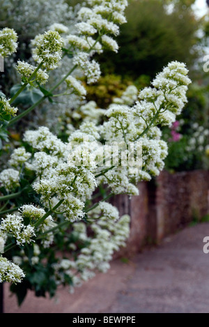 Centranthus Ruber 'Albus' - weiße Baldrian Stockfoto