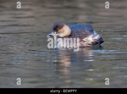 Tachybaptus Ruficolis-Dabchick sich von kleinen Fischen vor Stockfoto