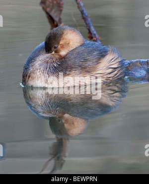 Tachybaptus Ruficolis-Dabchick ruht auf ruhigen Gewässern Stockfoto