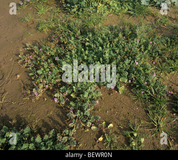 Gemeinsame Storksbill (Erodium Cicutarium) Prostata Blütenpflanze Stockfoto