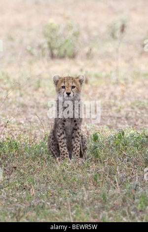 Gepard Cub Acinonyx Jubatus sitzen auf den Ebenen, die gerade in Ndutu Tansania Stockfoto