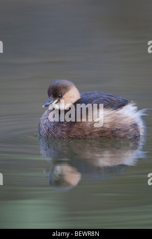 Tachybaptus Ruficolis-Dabchick sitzen auf ruhigem Wasser mit Reflexion Stockfoto