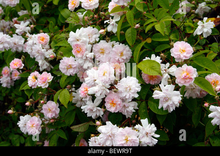 Rosa "Paul's Himalayan Musk" AGM Stockfoto