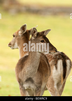 zwei Damhirsch Achtung Gefahr Stockfoto