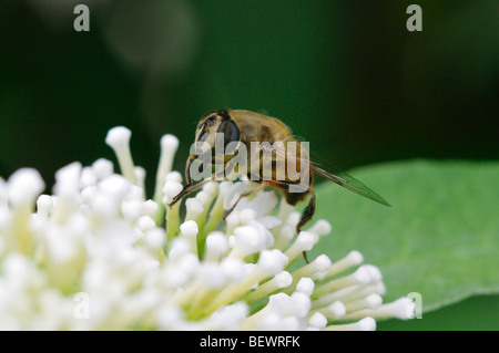 Biene auf weißen Sommerflieder (Buddleja) Blume Stockfoto