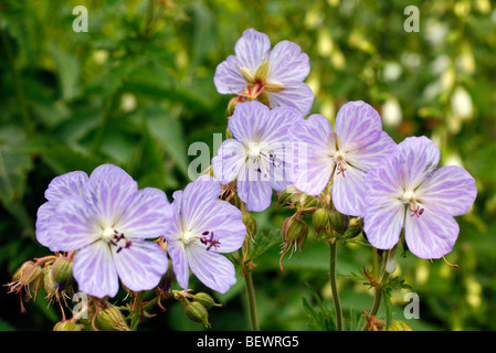 Geranium Pratense "Frau Kendall Clark" Stockfoto