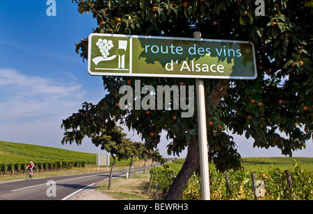 Route des Vins d' Alsace Straßenschild in den Weinbergen in der Nähe von Riquewihr mit einem vorbeifahrenden Radfahrer Elsass Frankreich Stockfoto