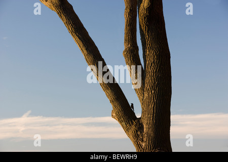 Kleiner Specht thront auf einem Bein ein Ahornbaum in Vermont Stockfoto