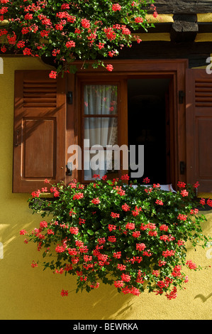 EGUISHEIM FARBE BLUMEN FENSTER ruhigen Straße mit Kopfsteinpflaster der 'rue du Rempart' mit traditionellen Häusern und floralen Blumenkästen in Eguisheim Elsass Frankreich Stockfoto