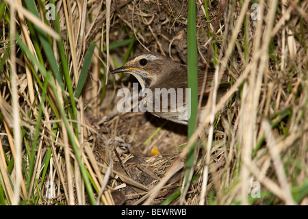 Blaukehlchen (Luscinia Svecica). weiblich. Wildvögel in einen natürlichen Lebensraum. Tierfotografie. Stockfoto