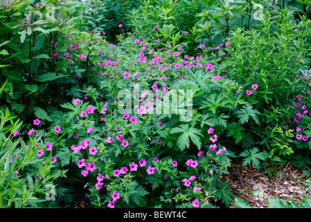 Geranium 'Patricia' AGM Stockfoto