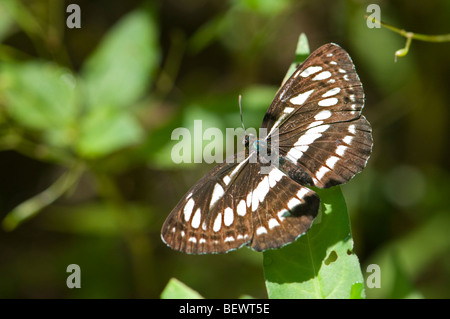 Gemeinsamen Schirm Schmetterling (Neptis Sappho) Vorderflügelunterseite. Slowenien, Juli. Stockfoto