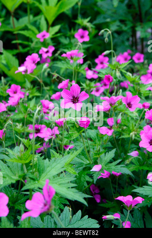 Geranium 'Patricia' AGM Stockfoto