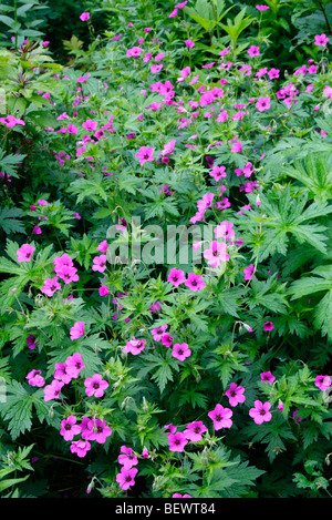 Geranium 'Patricia' AGM Stockfoto