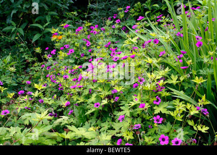 Geranium 'Ann Folkard' AGM Stockfoto