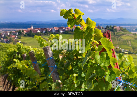 ERIQUEWIHR Weinberge in der Nähe Blick auf Grand Cru Schoenenbourg Riquewihr Weinberge in Richtung Hügel Weindorf Riquewihr Elsass Frankreich Stockfoto