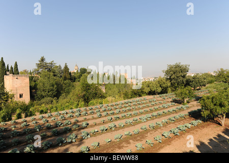 Blick vom Gärten des Generalife in Gemüsegarten und Obstgarten, die Schlossanlage Alhambra, Granada, Andalusien, Spanien Stockfoto