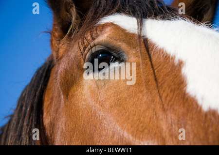 Ein Closeup Portrait einer Pferde-Gesicht und Augenpartie. Stockfoto