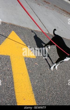 Hund dem falschen Weg Stockfoto