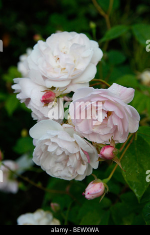 Rosa 'Blush Noisette"Syn R 'Noisette Carn e' Stockfoto