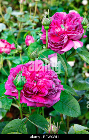 Rosa 'Duc de Guiche' AGM Gallica Rose Stockfoto