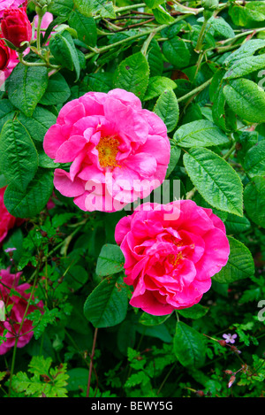 Rosa Gallica var. Officinalis AGM Stockfoto