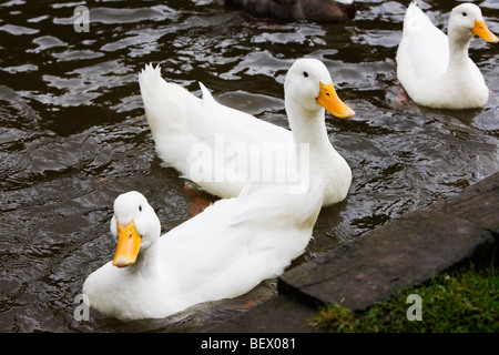 Drei weiße Enten in einem See Stockfoto